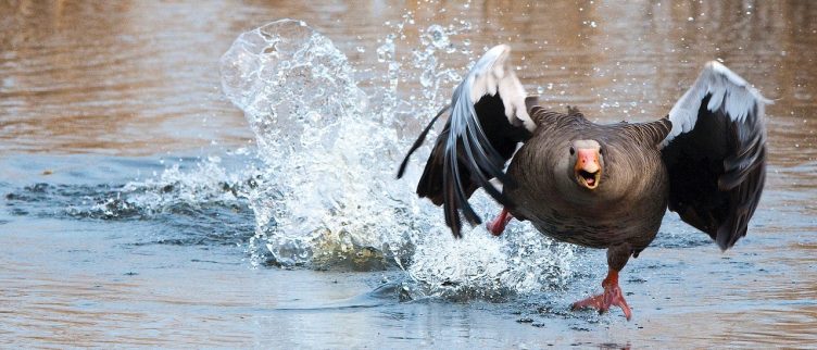 Spirituele betekenis van vogels &amp; veren + vogelhoroscoop Medium Kiezen